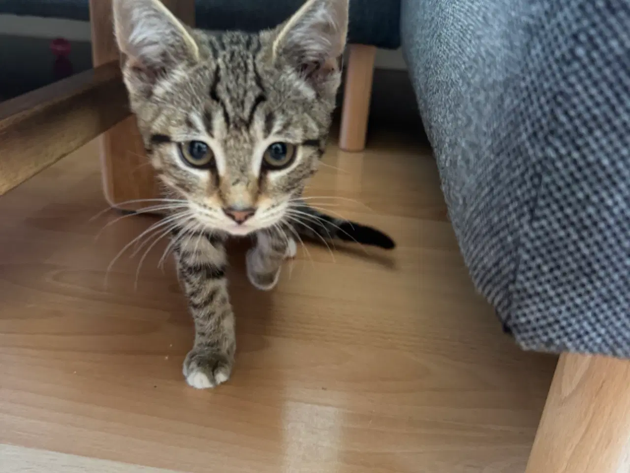 Billede 3 - Kat