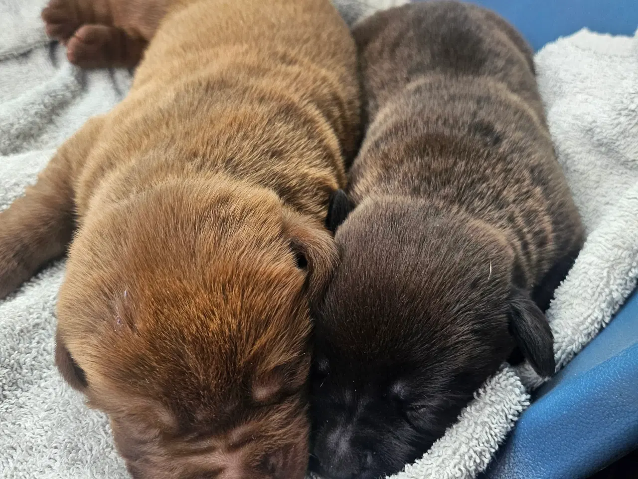 Billede 3 - Dogue de bordeaux blandings hvalpe