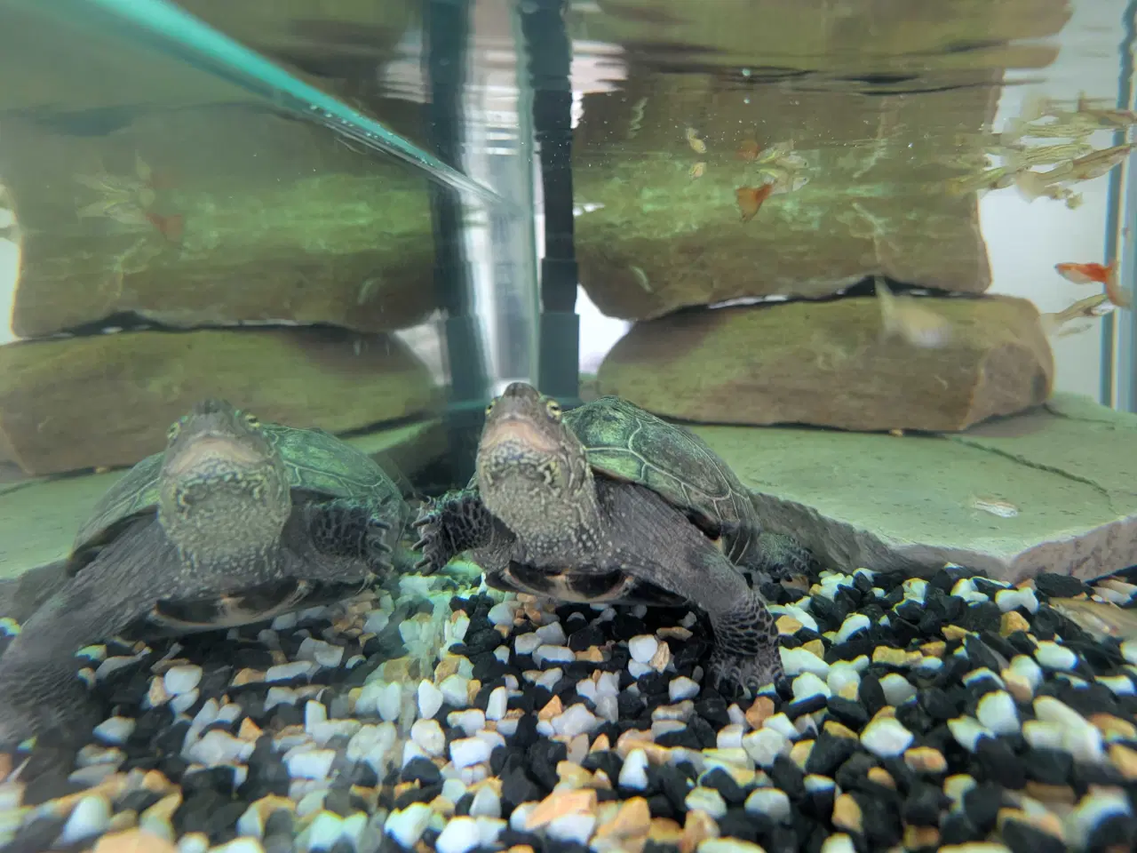 Billede 3 - Sumpskildpadde med akvarium 