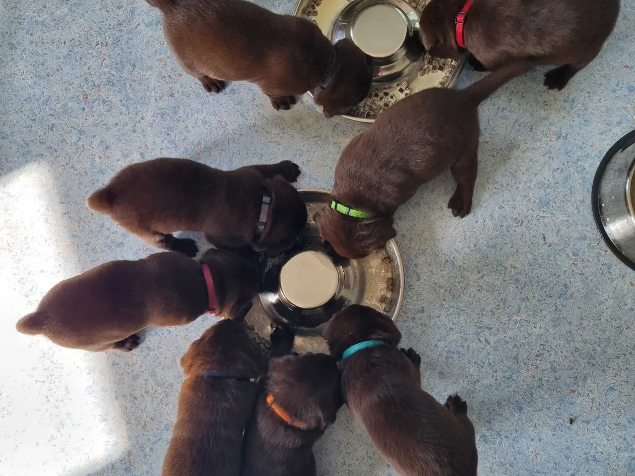 Billede 4 - Brun Labrador gammel slags