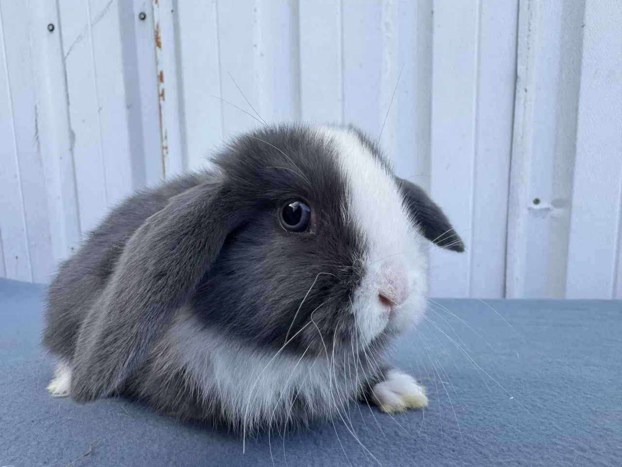 Billede 5 - Dværgvædder hunkanin