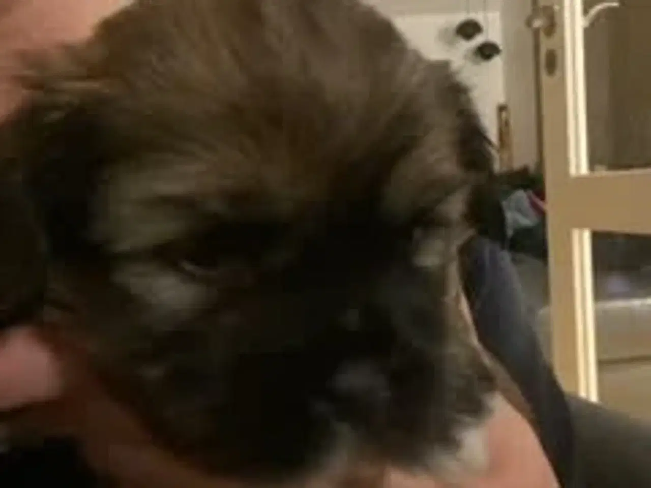 Billede 9 - Skønne Lhasa apso/shih tzu hvalpe søger ny madskål