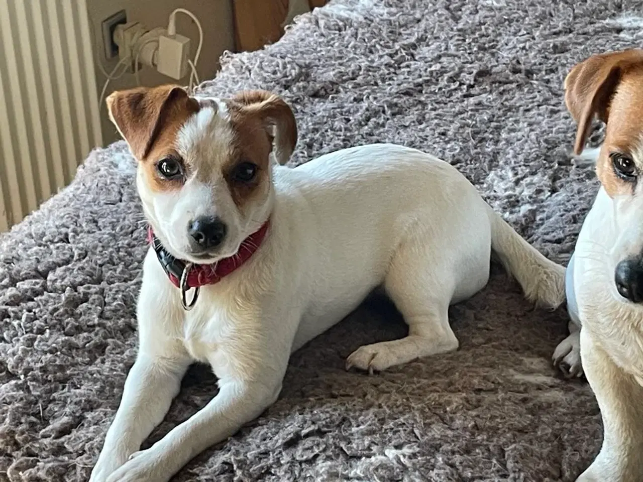 Billede 3 - Jack Russell Terrier - 10 måneder