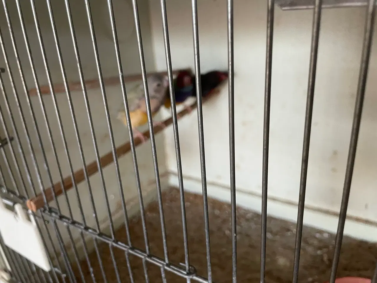 Billede 1 - Gouldsamadine