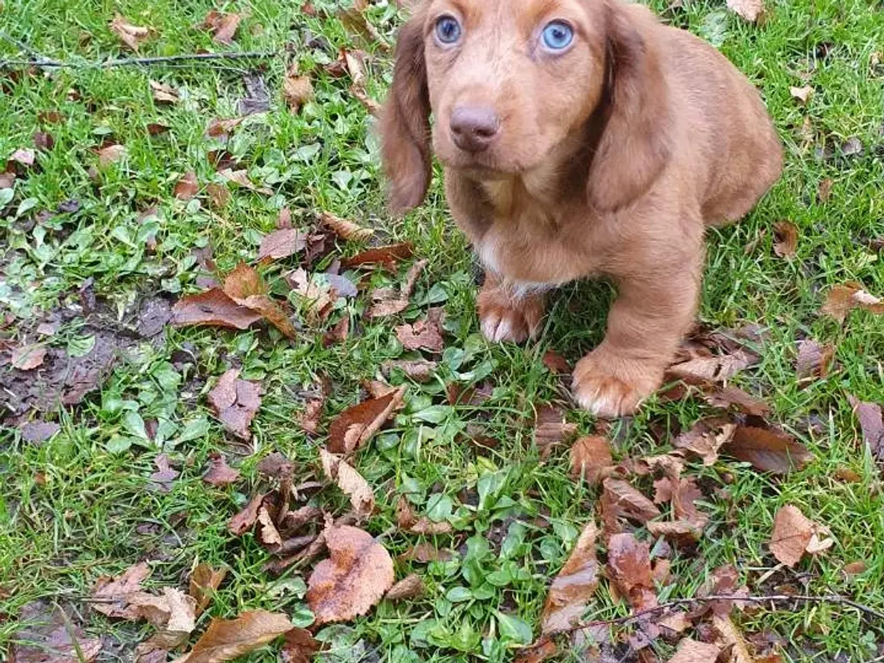 Billede 7 - Langhåret rød merle gravhunde hvalpe