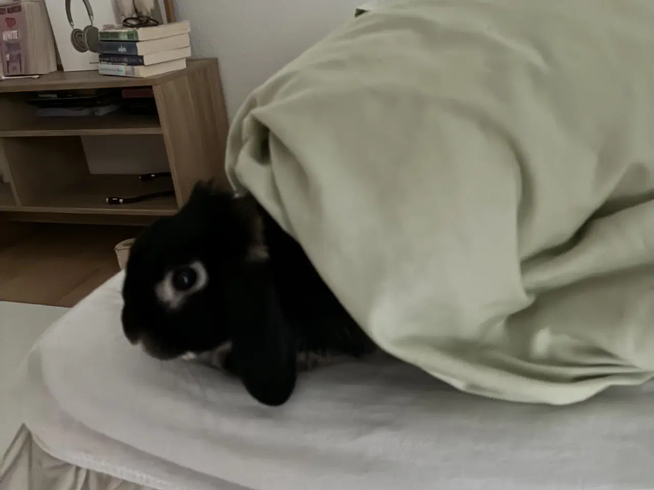 Billede 5 - Max søger nyt og kærligt hjem 