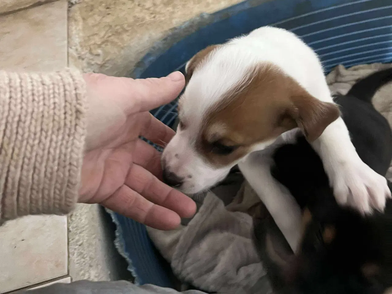 Billede 7 - Sødeste lille Panda søger familie