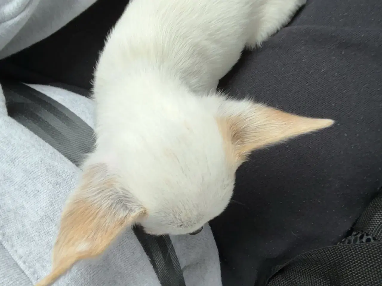 Billede 2 - Han, kort håret Chihuahua