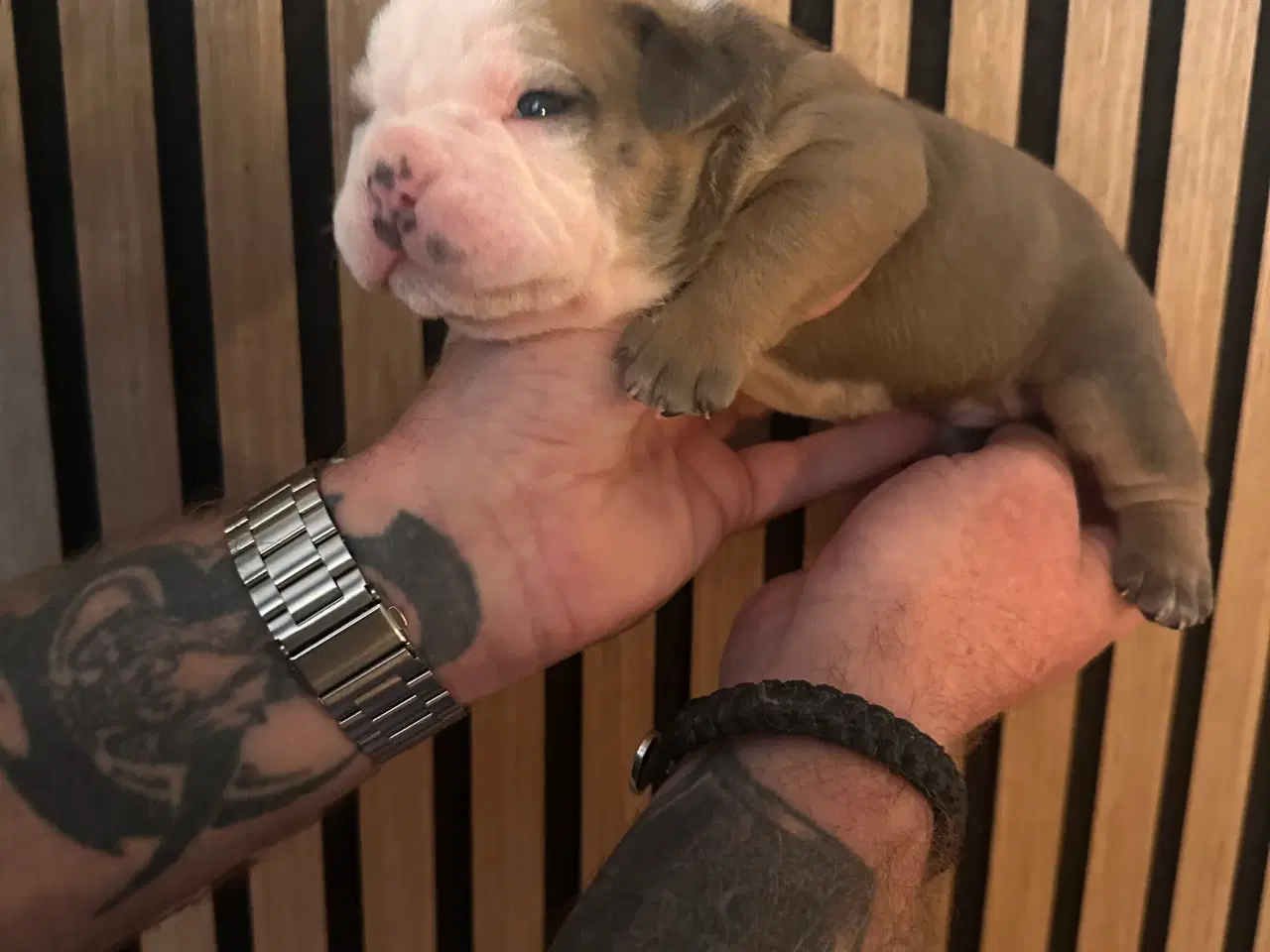 Billede 16 - English bulldog