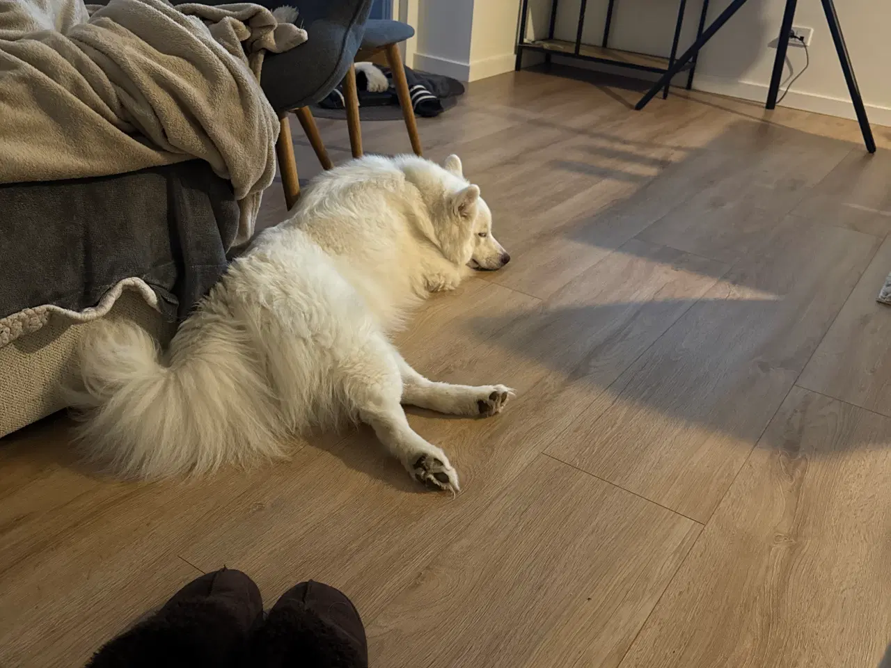 Billede 4 - Skønne, søde Nanna søger nyt hjem