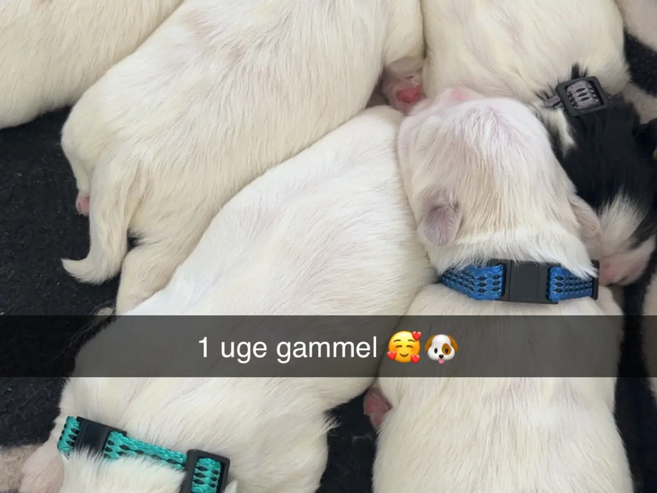 Billede 1 - Boomer hvalpe (Shih Tzu/Malteser)