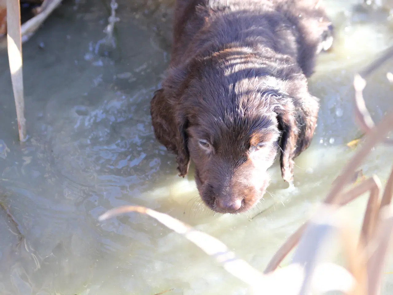Billede 7 - Langhåret hønsehunde hvalpe