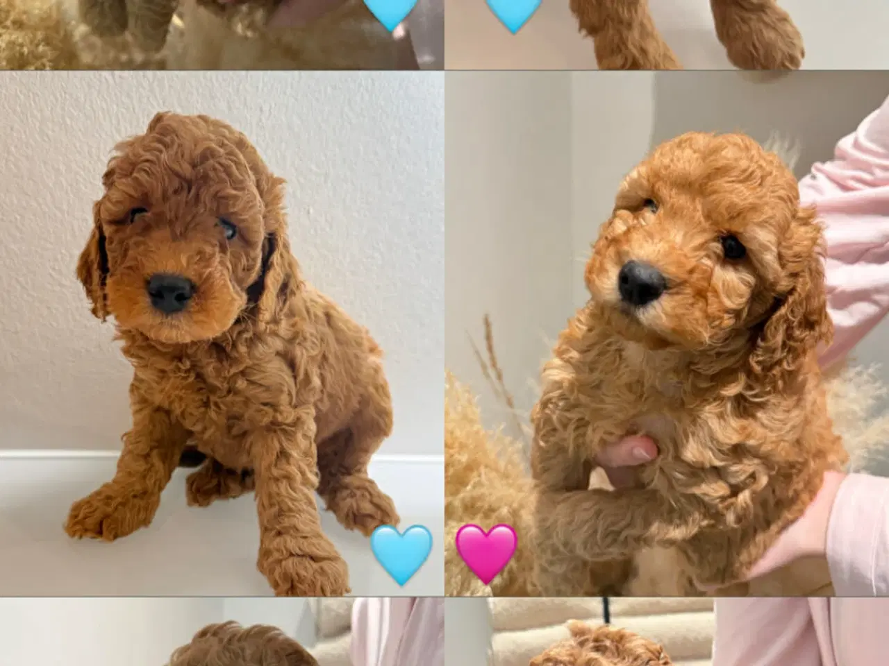 Billede 1 - Puddelhvalpe abricos farvet