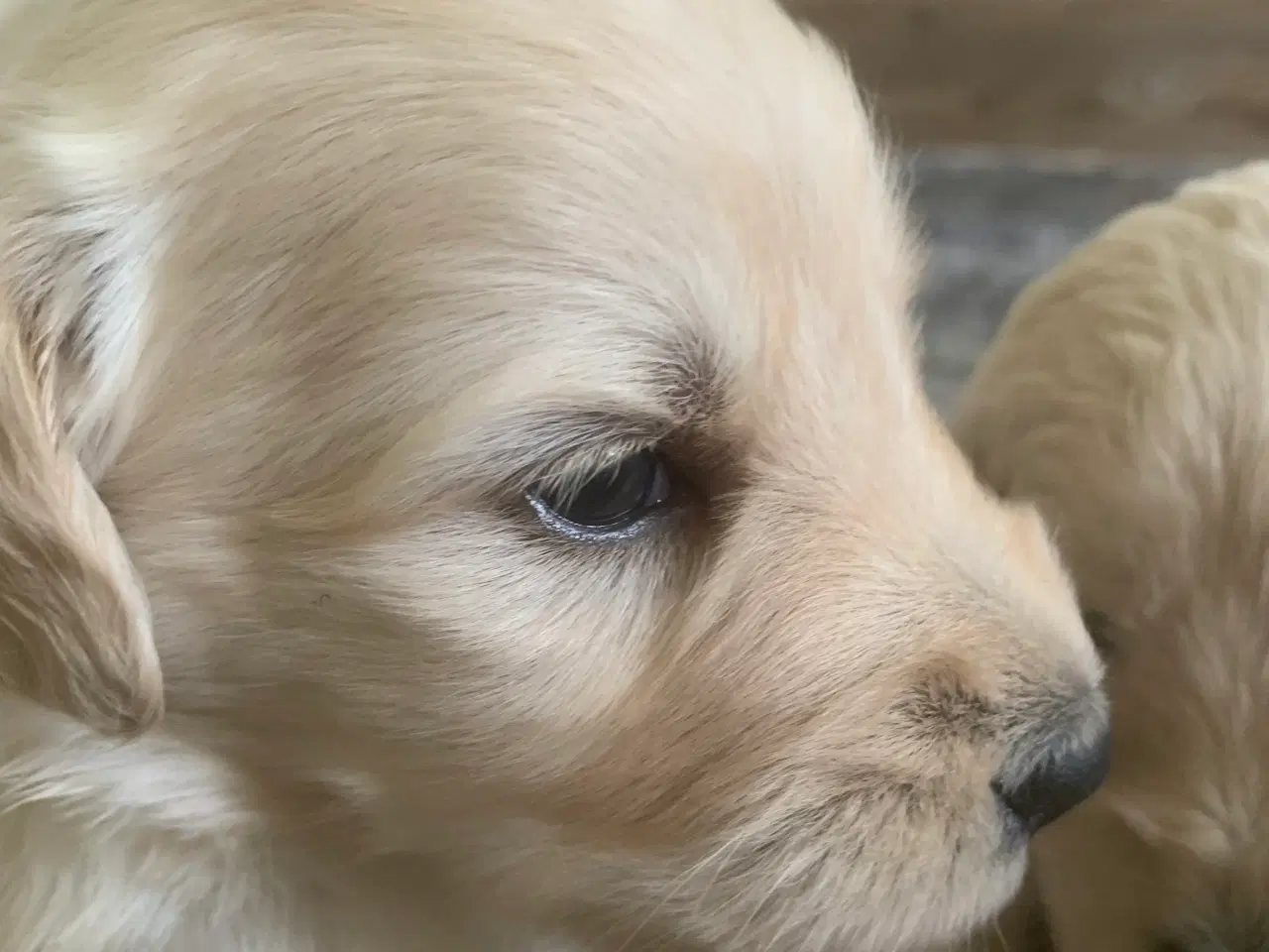 Billede 13 - Allergivenlige goldendoodles hvalpe