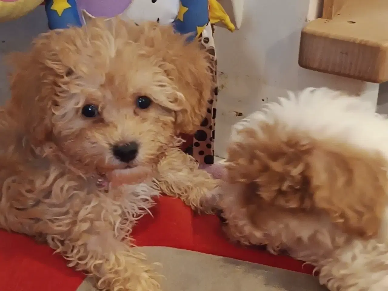Billede 12 - Bedårende allergivenlige havapoo hvalpe