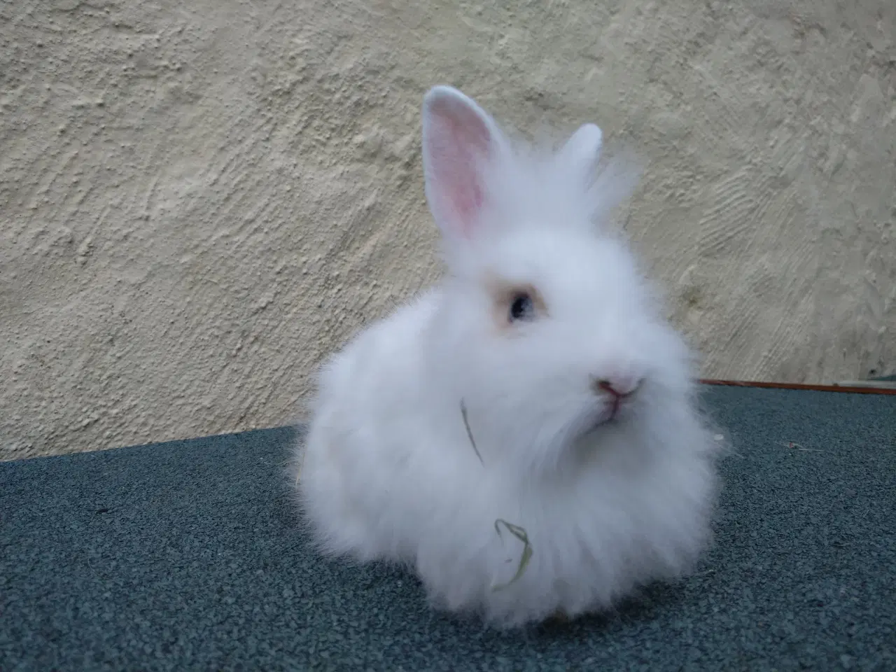 Billede 6 - Teddy Løvehoved unger