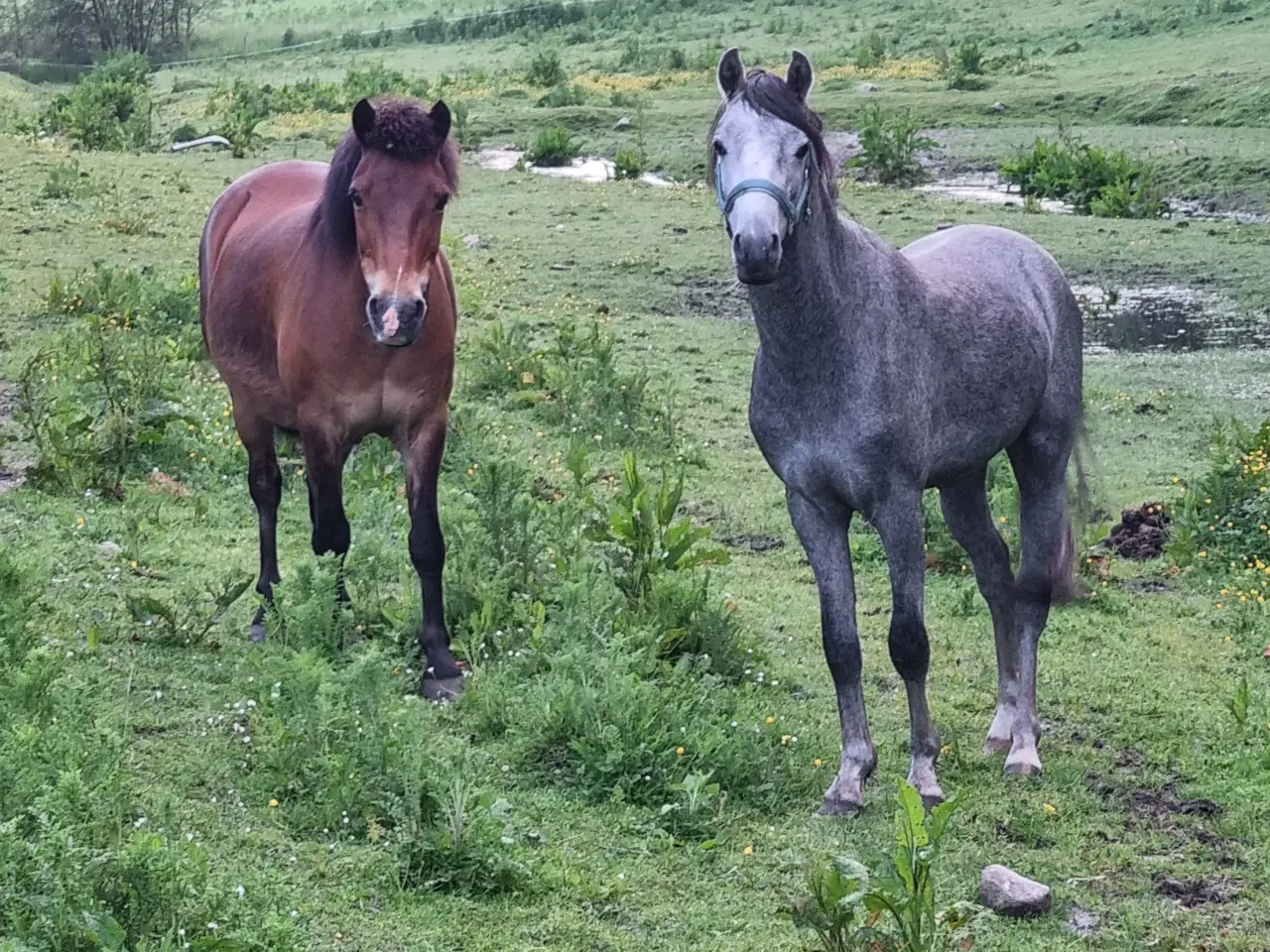 Billede 2 - Welsh hingst 2 år