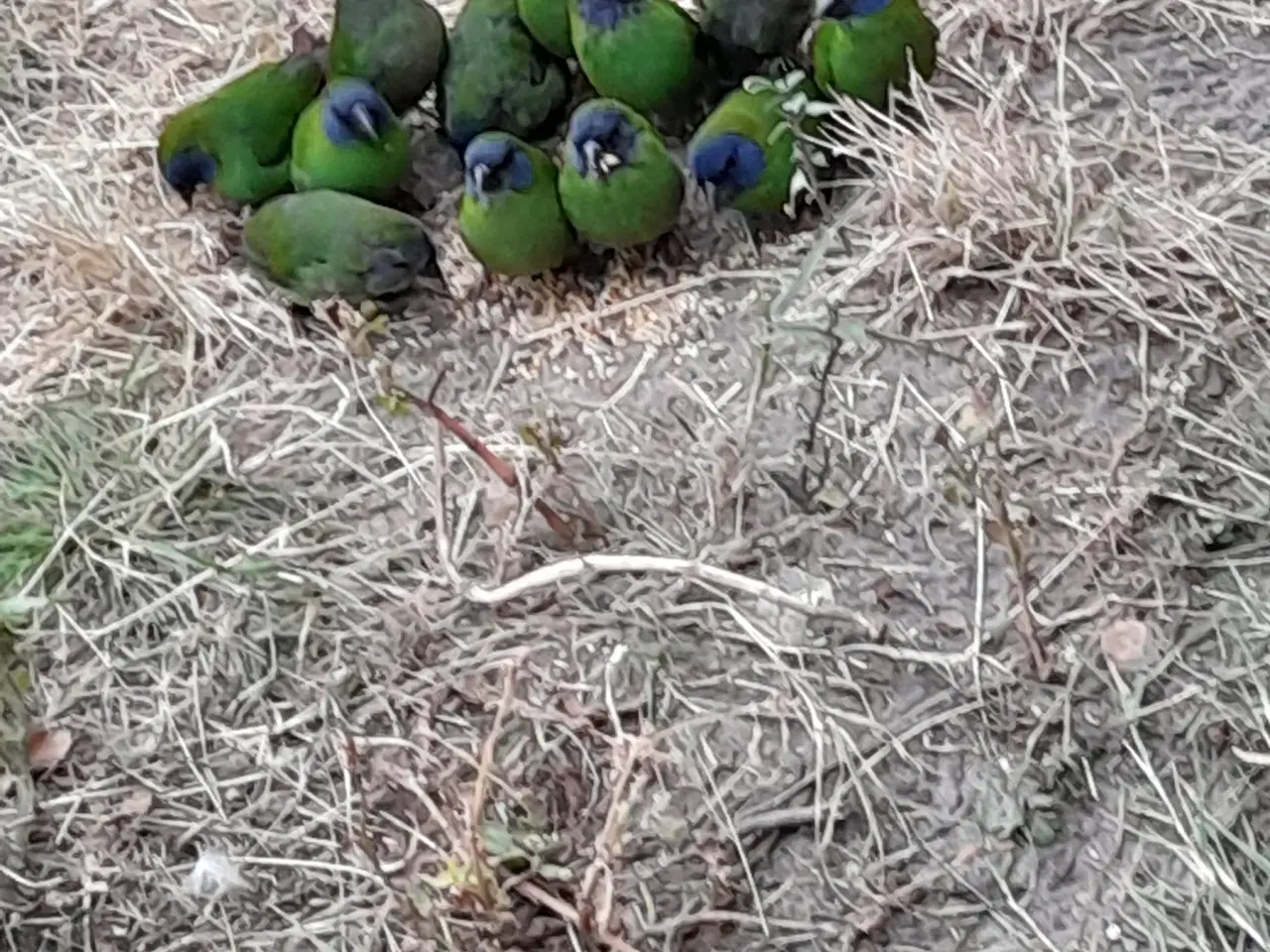 Billede 3 - Småfugle, spidsnæb/ finkefugle