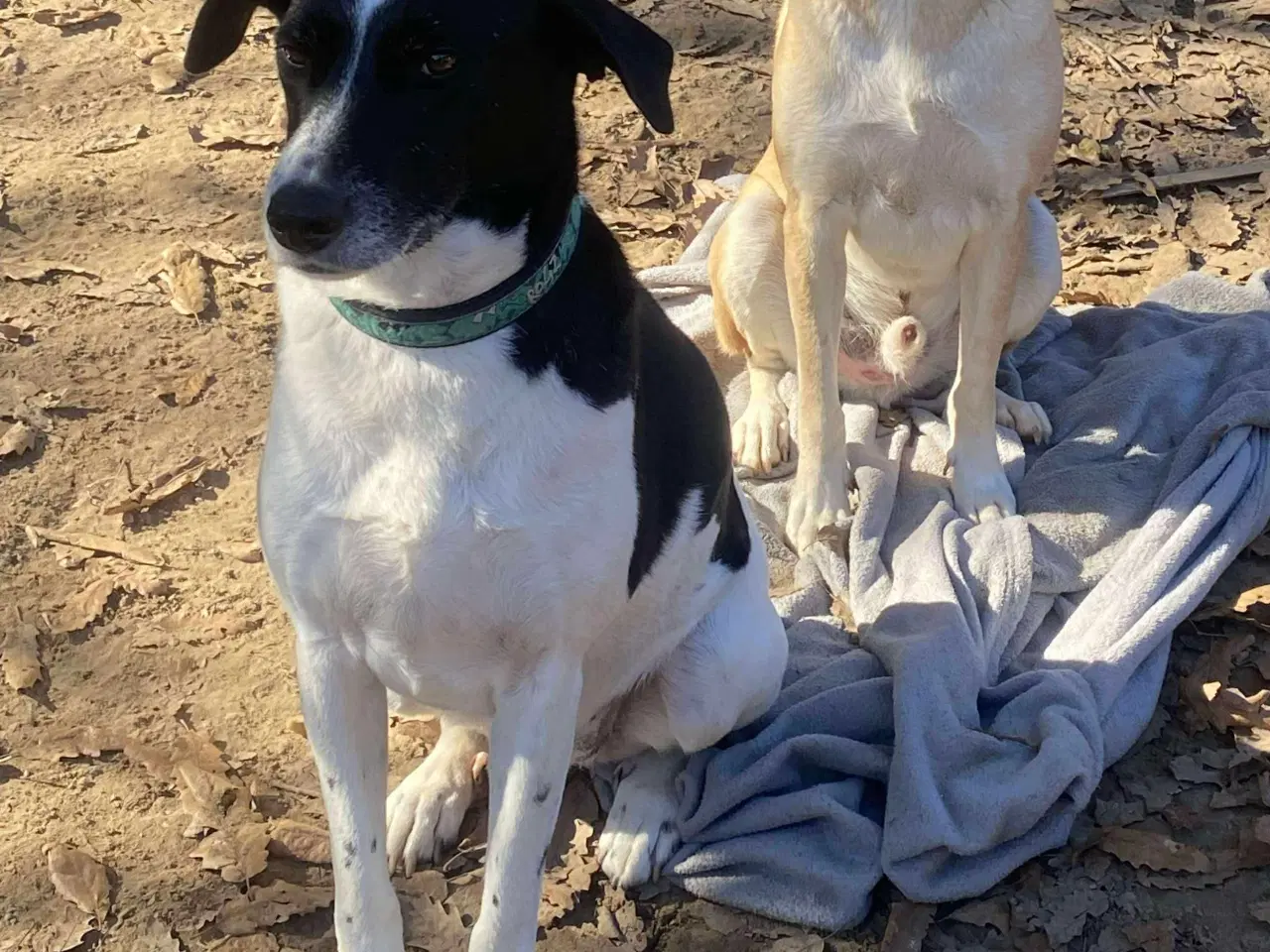 Billede 14 - Wilma til adoption! 🩷