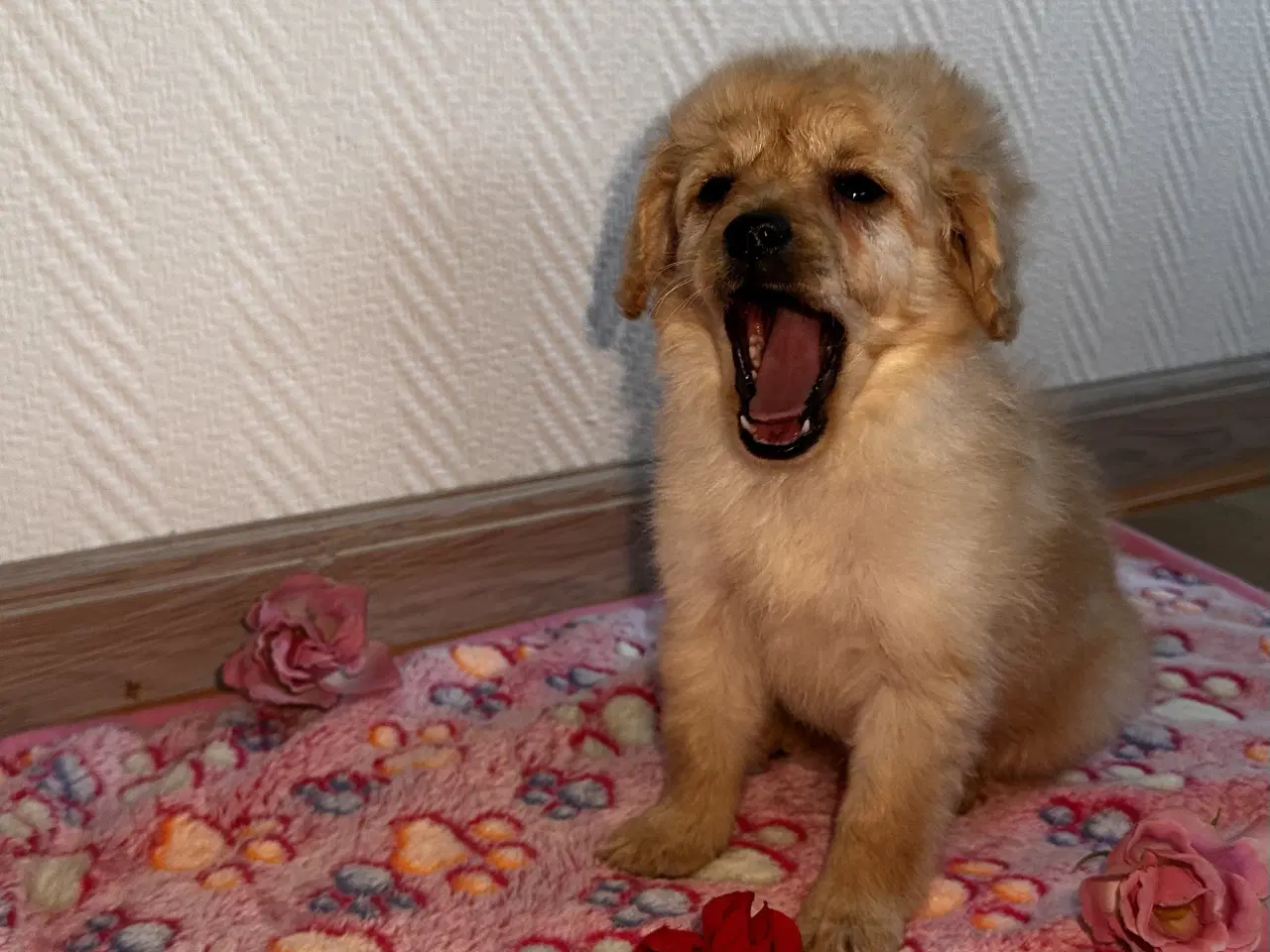 Billede 4 - Cavapoo F2B 