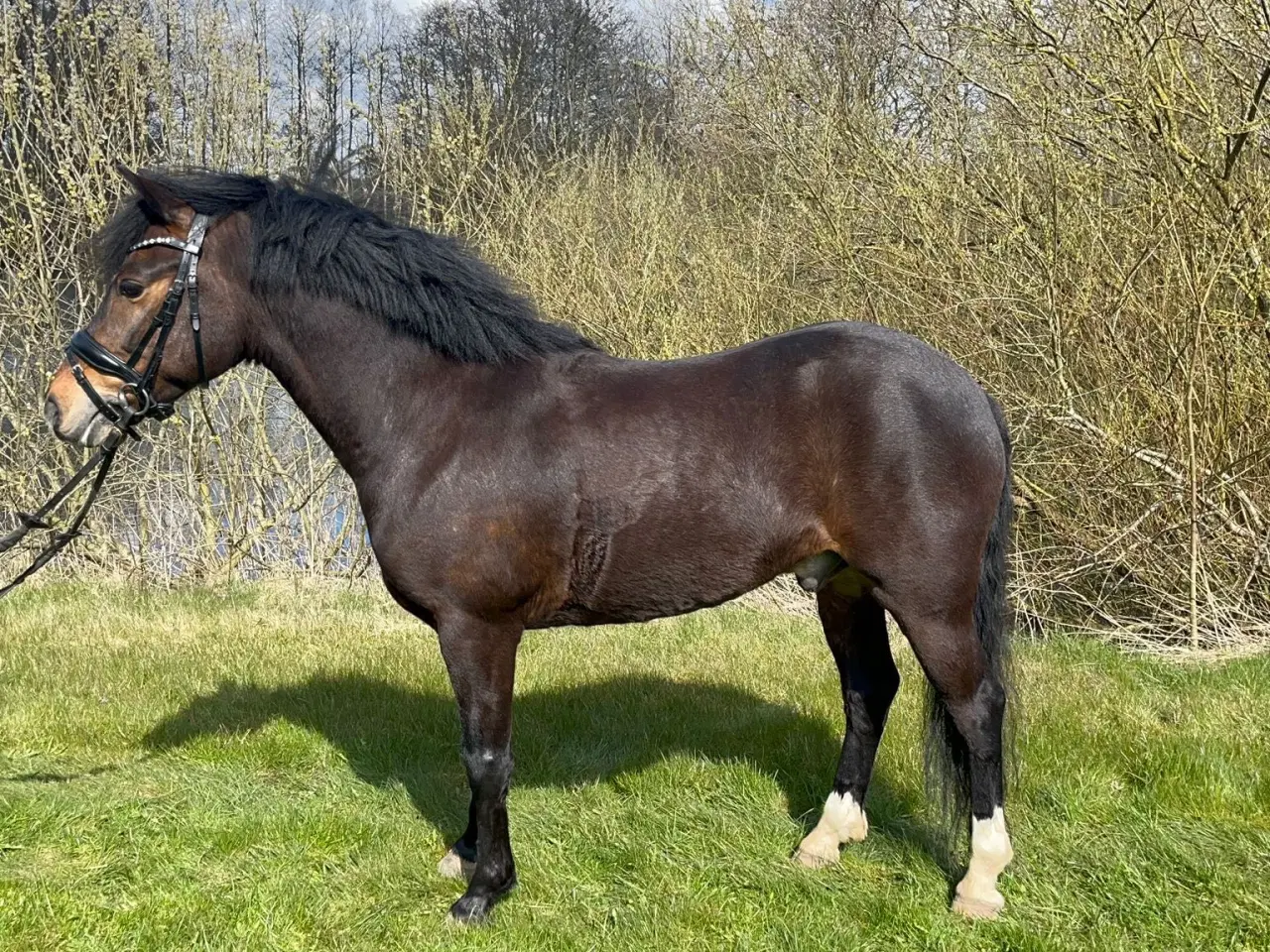 Billede 1 - Allround 2’er pony søger sin nye familie 