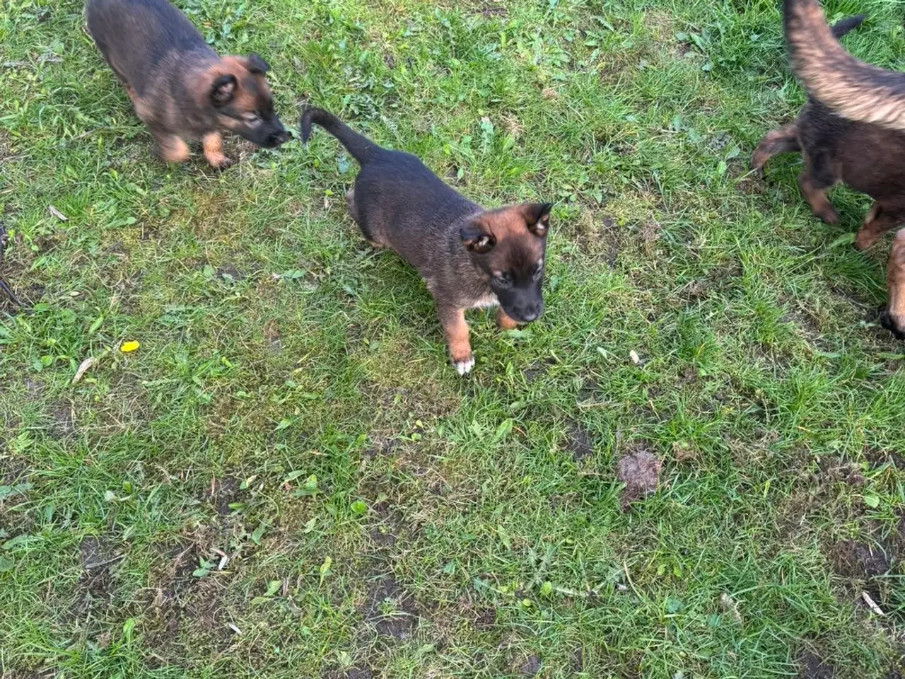 Billede 12 - Belgisk malinois hundehvalpe 
