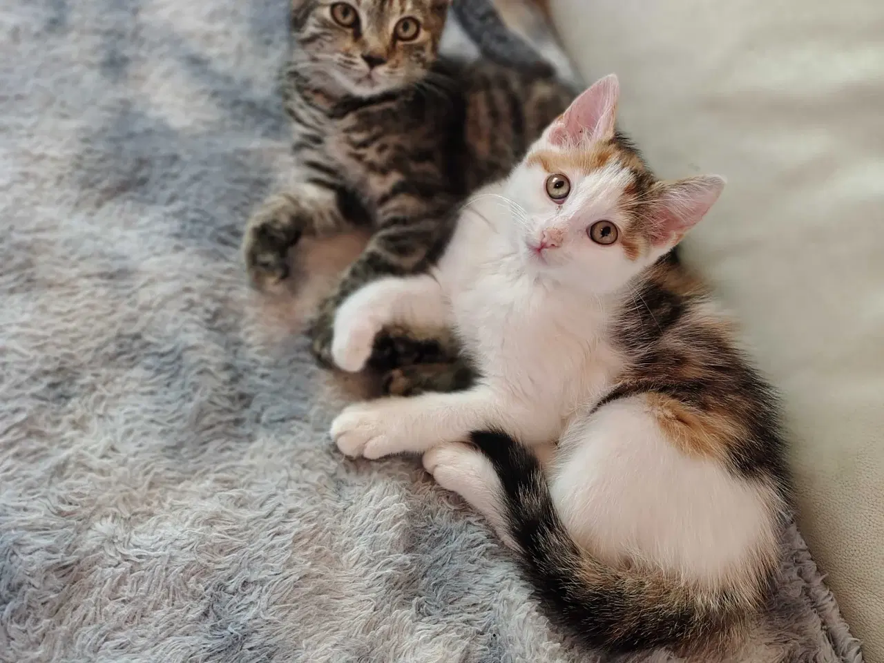 Billede 3 - Maine Coon bla. 🪻
