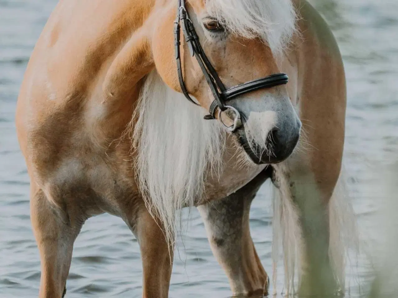 Billede 8 - Haflinger hoppe til avl eller hygge 