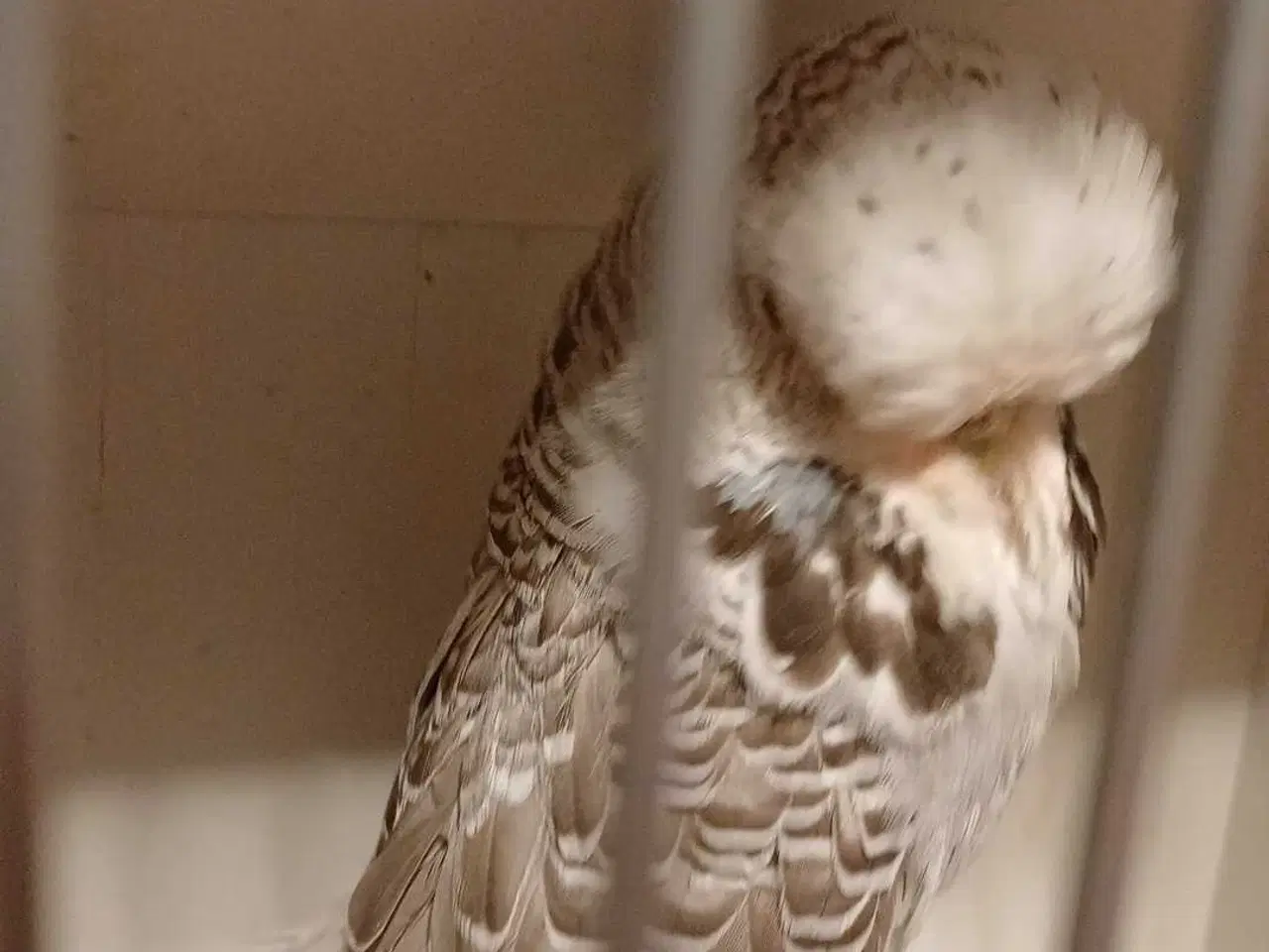 Billede 7 - 1 par Engelske undulater 