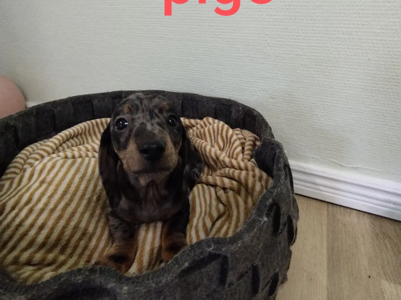 Billede 8 - Gravhunde hvalpe flotte merle farve 