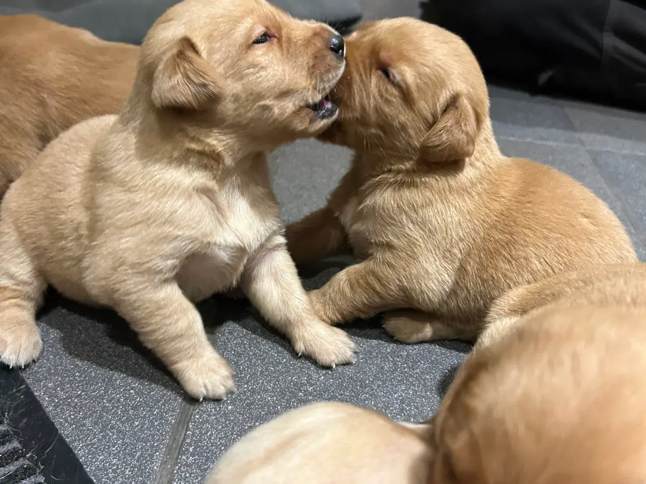 Billede 6 - Fox red Labrador hvalpe