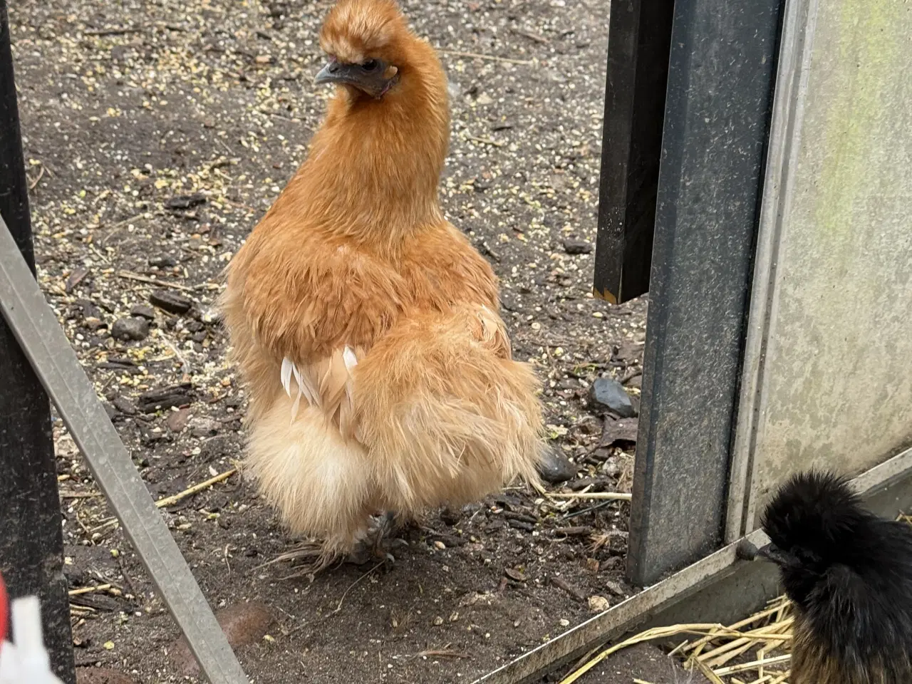Billede 1 - Dværg silke høns 