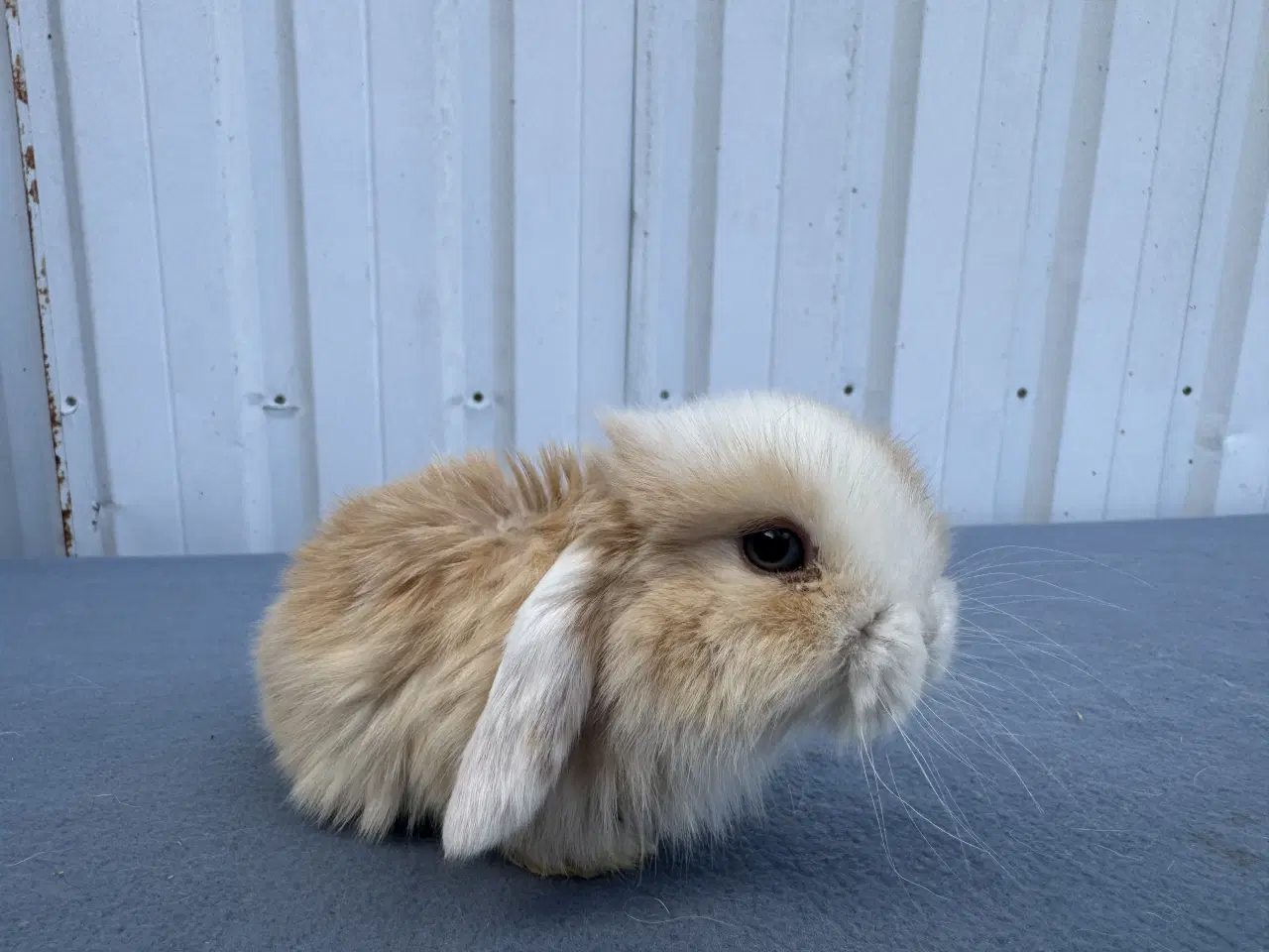 Billede 4 - Dværgvædder/Mini lop hankanin