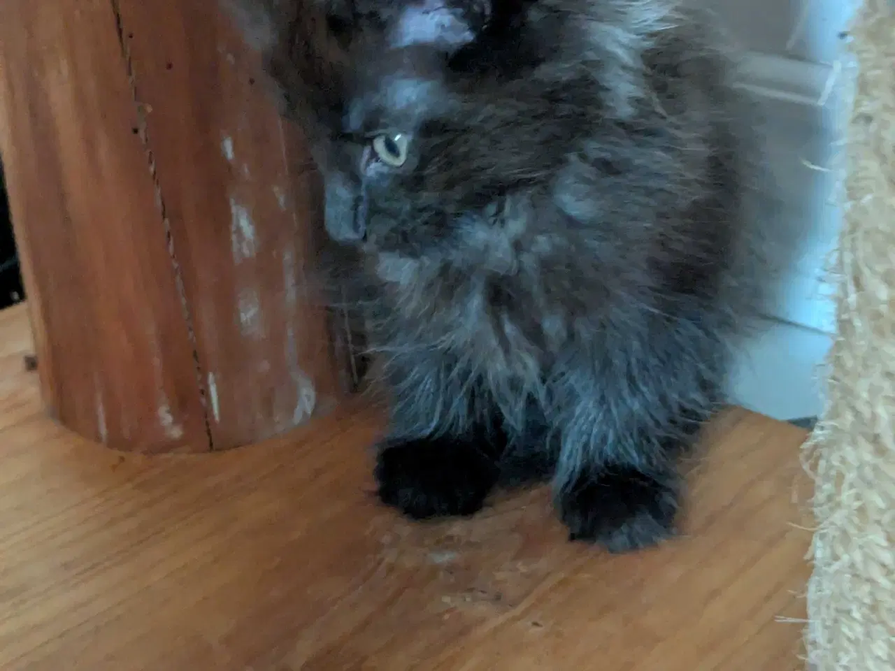 Billede 7 - Maine coon killinger med stambøger 