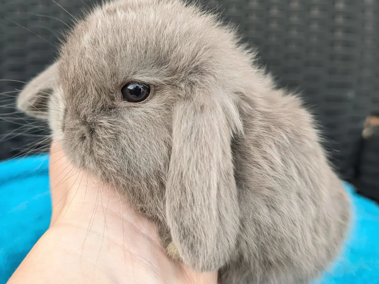 Billede 3 - Minilop kaninunge sælges 
