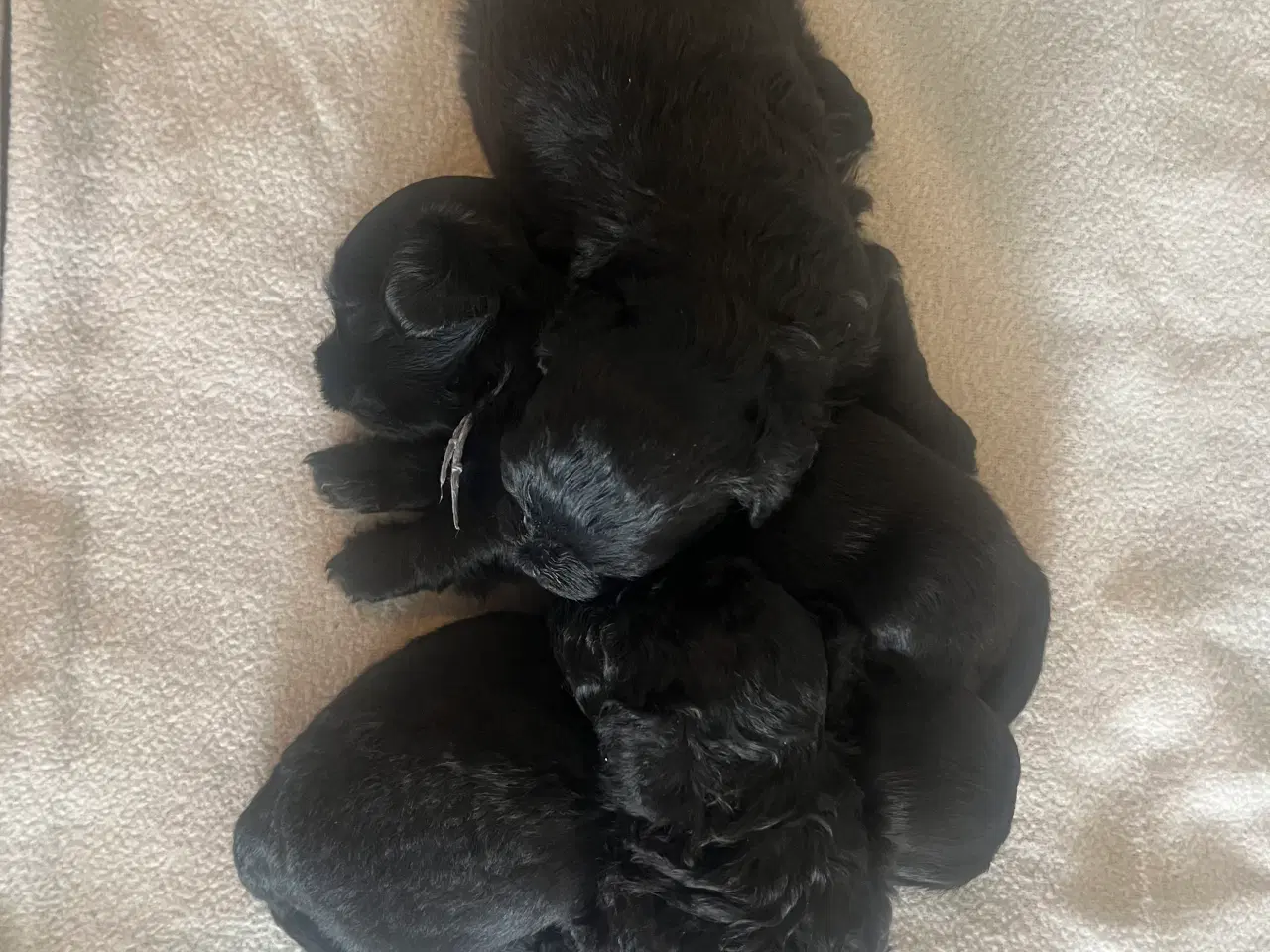 Billede 5 - Maltipoo Toy/Micro