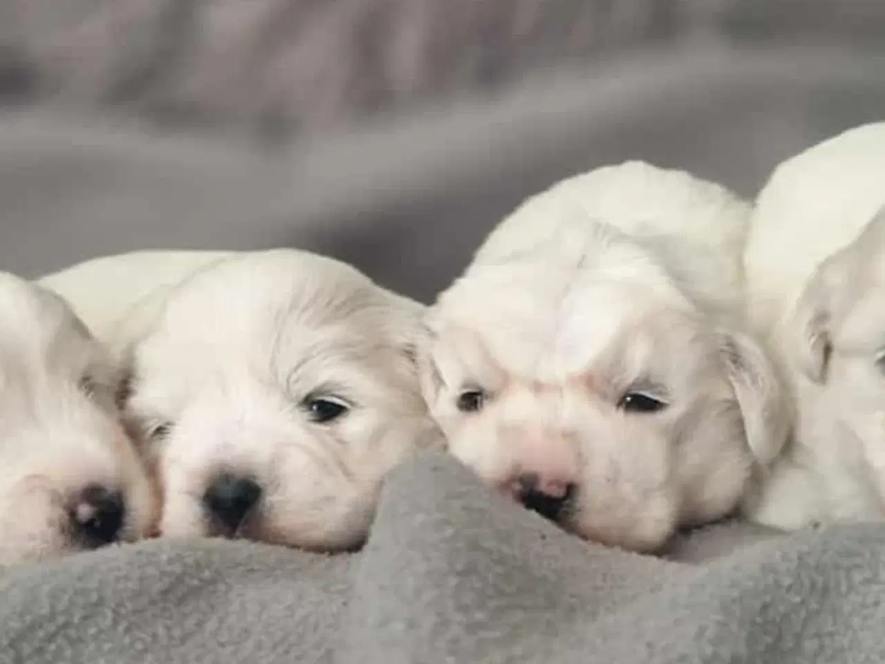 Billede 1 - Coton / Malteser hvalpe