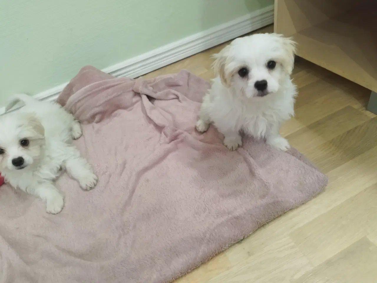 Billede 3 - Coton de Tulear/malteser prinser