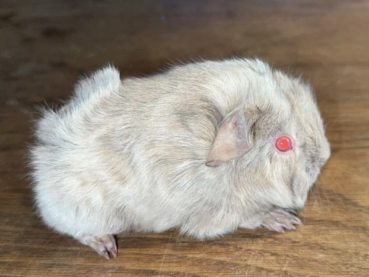 Billede 1 - Marsvin han med stamtavle fra DMF