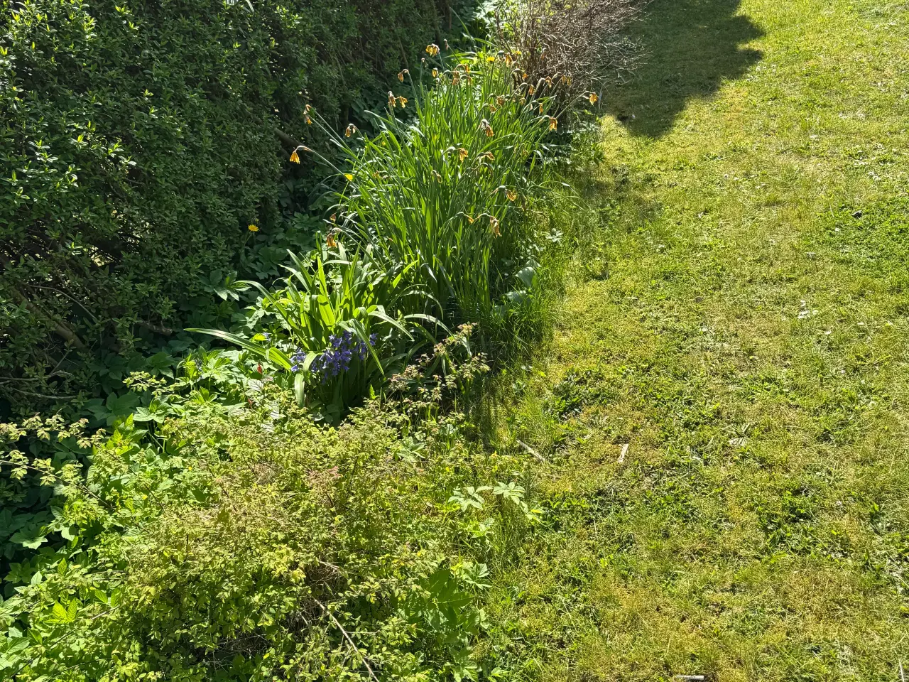 Billede 12 - Gratis planter