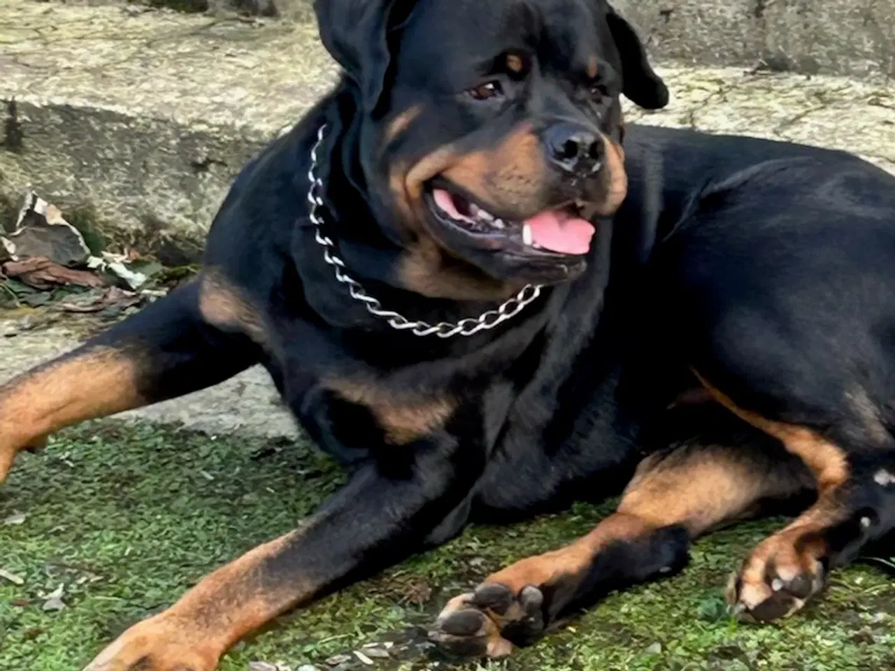 Billede 1 - Rottweiler hvalpe