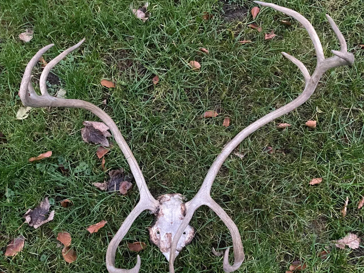 Billede 2 - Rensdyrgevir