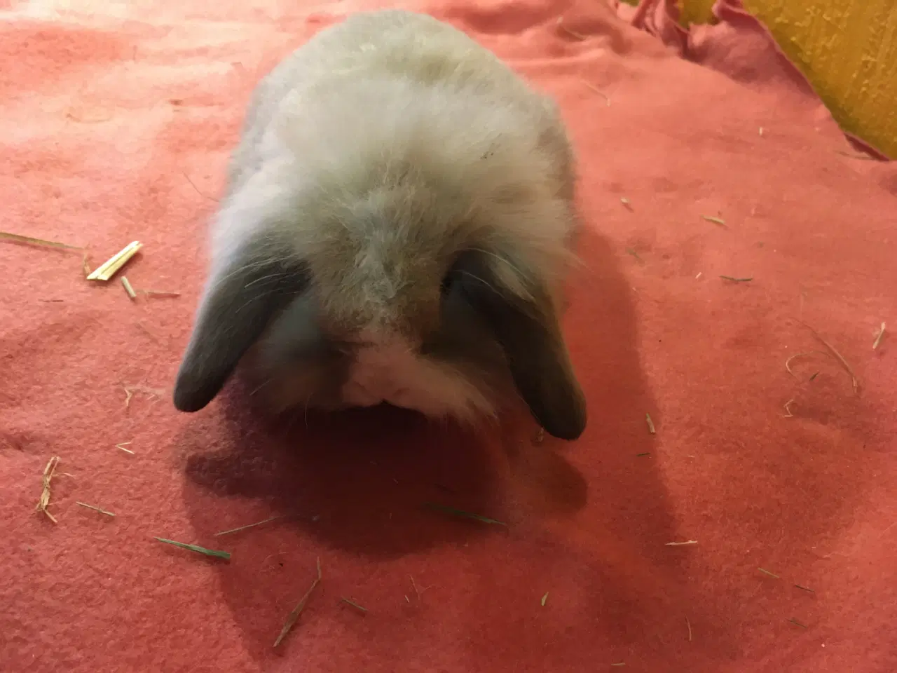 Billede 3 - Lille Valde er nu klar til at komme videre