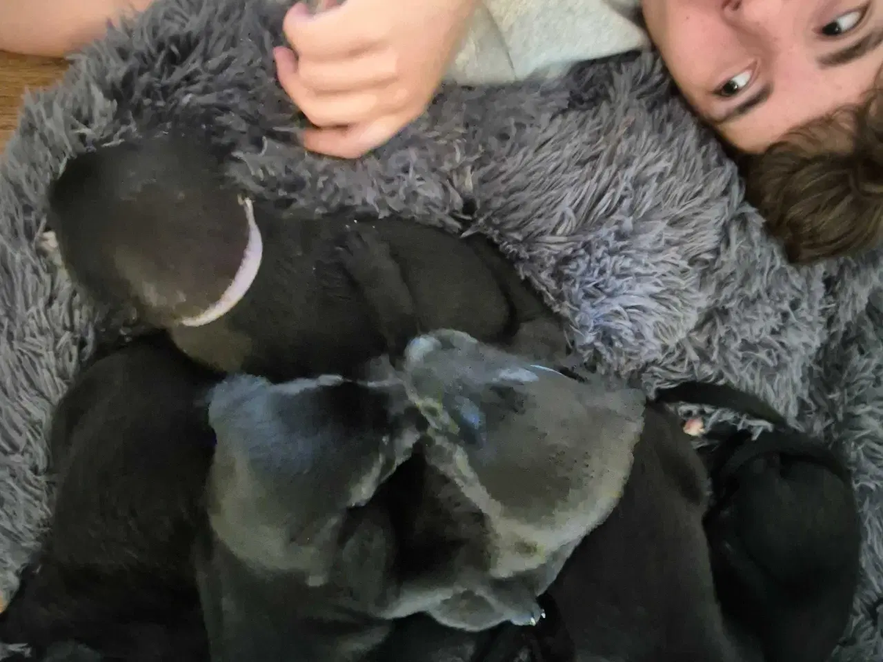 Billede 4 - Unikke Whipoodle