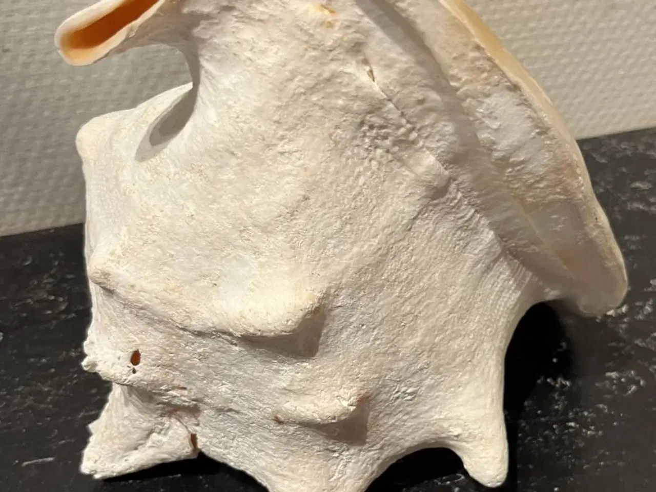 Billede 2 - Kæmpe konkylie  h. 25 cm. 180 kr.