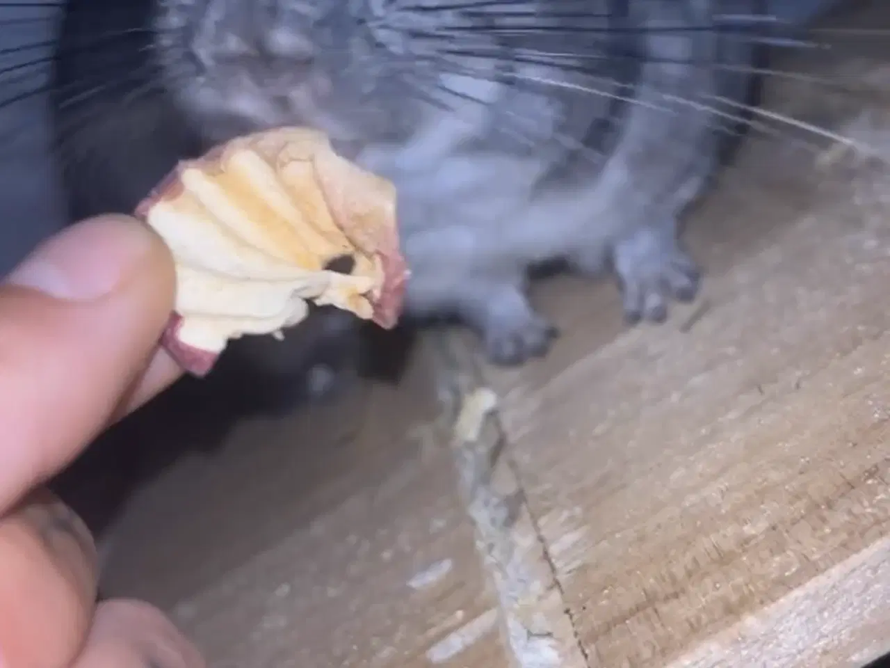 Billede 3 - Chinchilla 