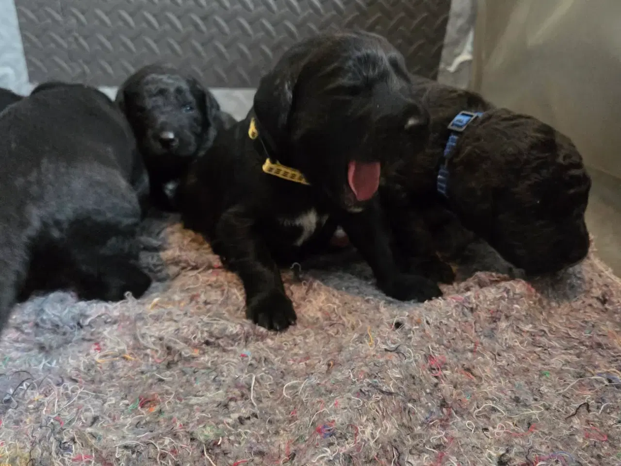 Billede 1 - Skønne Labradoodle hvalpe 