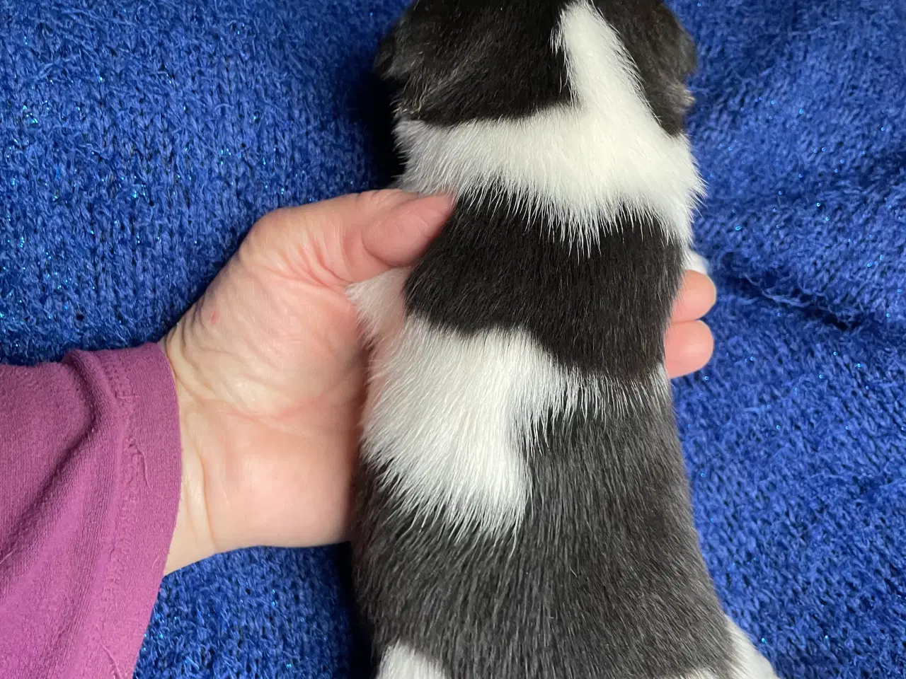 Billede 7 - Dansk Svensk Gårdhund 