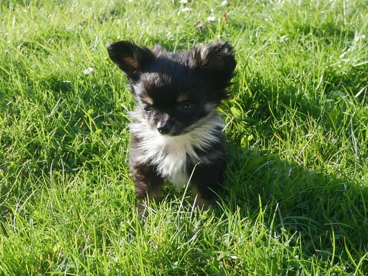 Billede 5 - Smuk, lille hvalp 