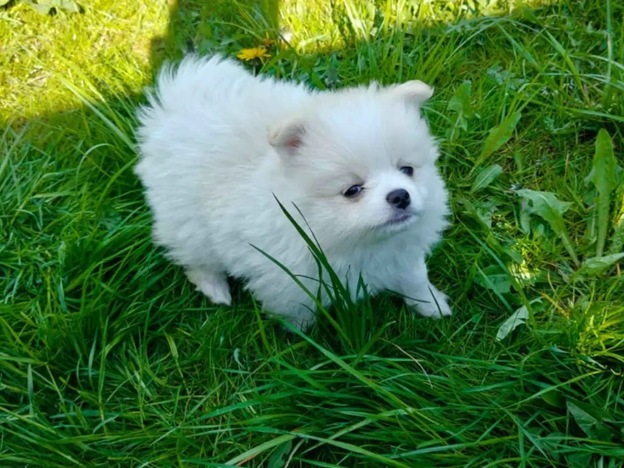 Billede 1 - Pomeranian